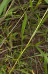 Southern pine aster